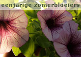 Eenjarige Zomerbloeiers