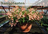 Hangplanten